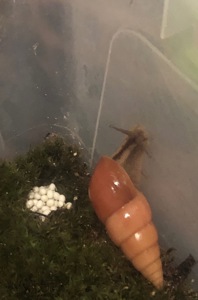 Лимоколярії оренж агатини