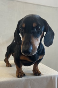 Такса Граф шукає родину