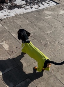 Такса Граф шукає родину