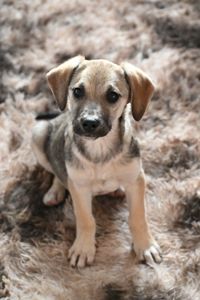 Боня шукає родину