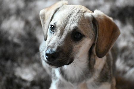 Боня шукає родину