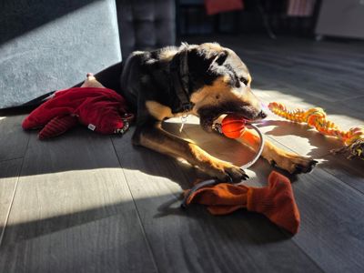 Джек шукає друга