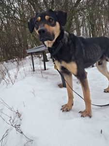 Джек шукає друга