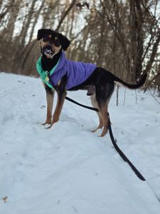 Джек шукає друга