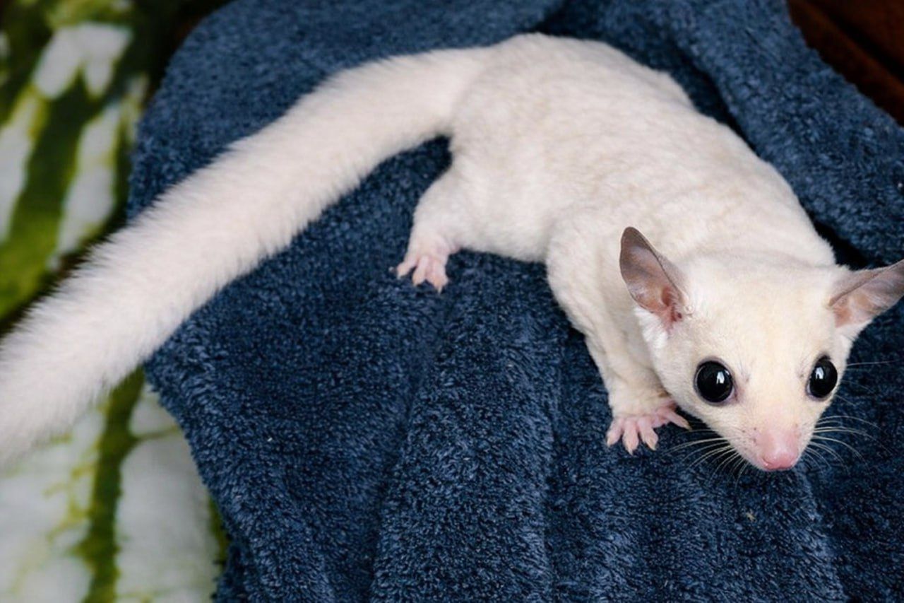 Дівчинка летяга