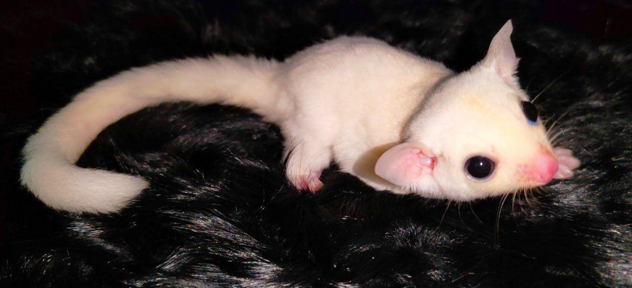 Дівчинка летяга