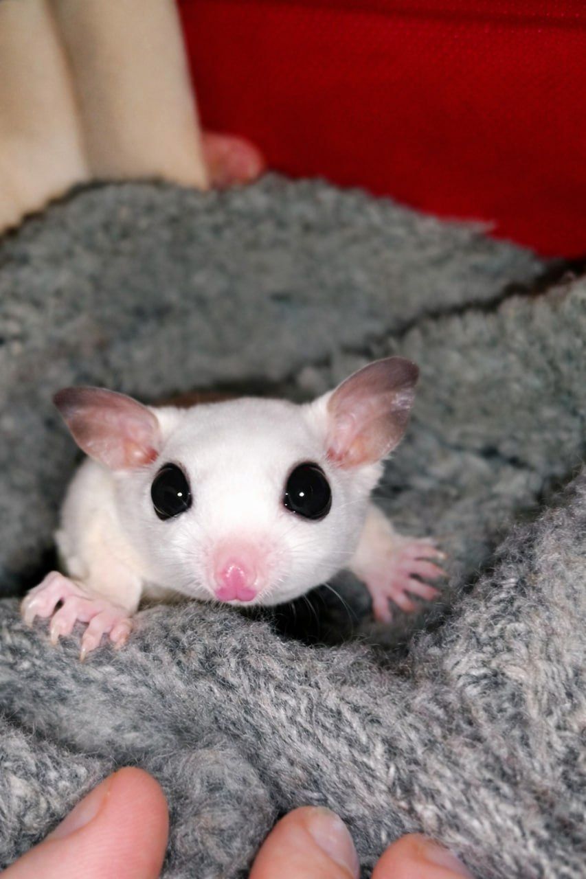 Дівчинка летяга