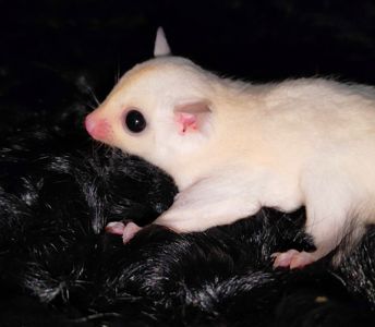 Цукровий поссум / Sugar glider