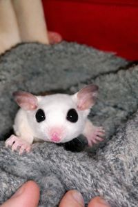 Дівчинка летяга