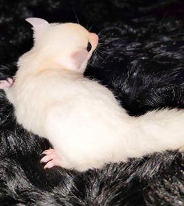 Цукровий поссум / Sugar glider