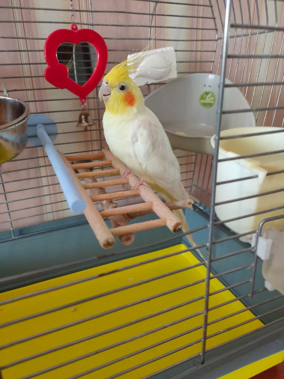 Корелла папуга Кіра ціна з кліткою і усім необхідним