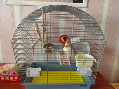 Корелла папуга Кіра ціна з кліткою і усім необхідним