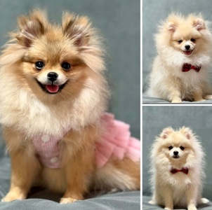 Дівчинка та два хлопчика померанські шпіци.Родовід КСУ