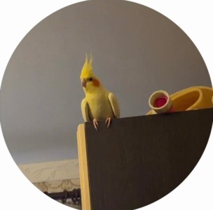 Продаю кореллу