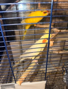 Продаю кореллу