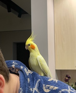 Продаю кореллу