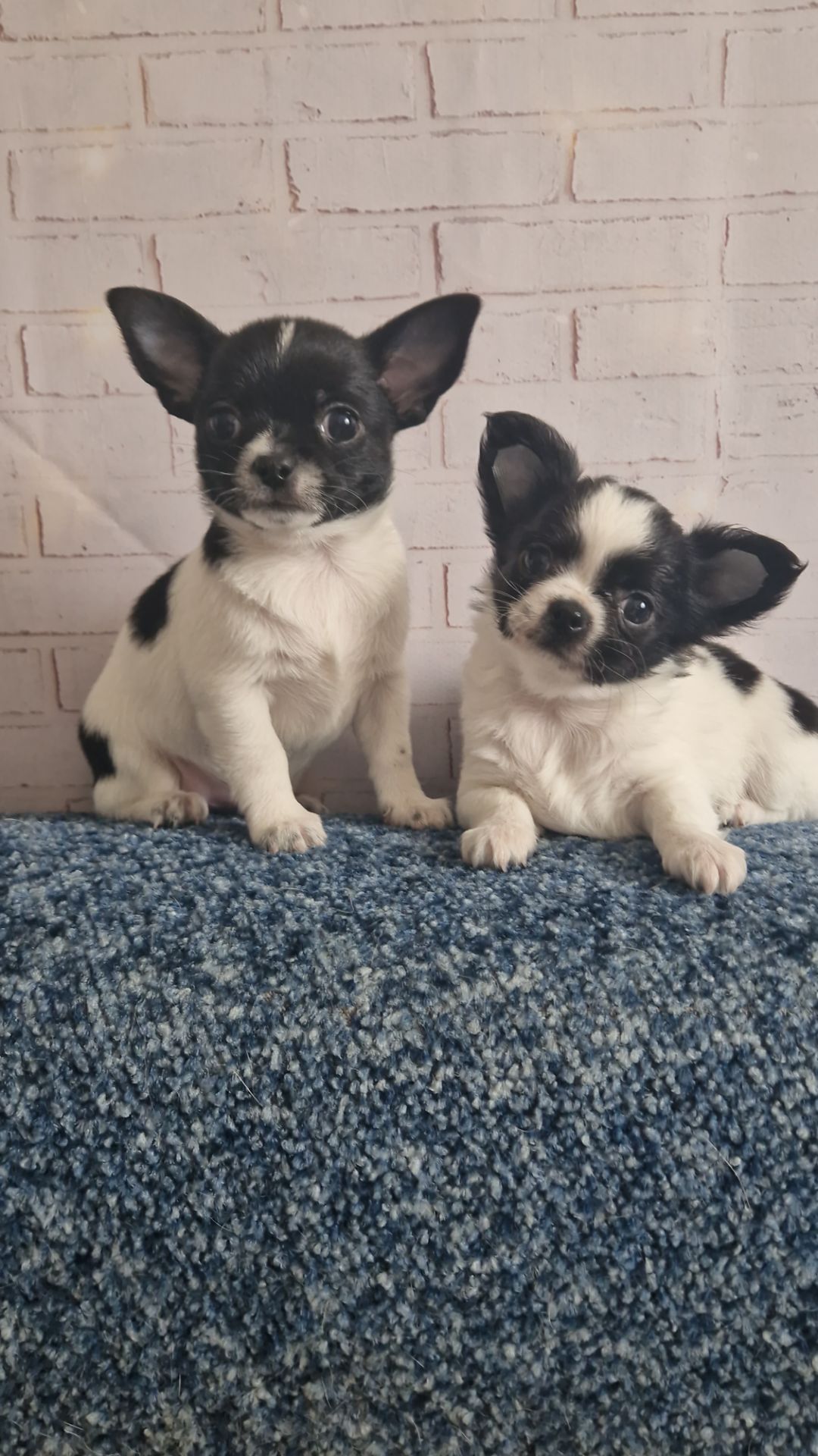 Два прекрасные мальчишки