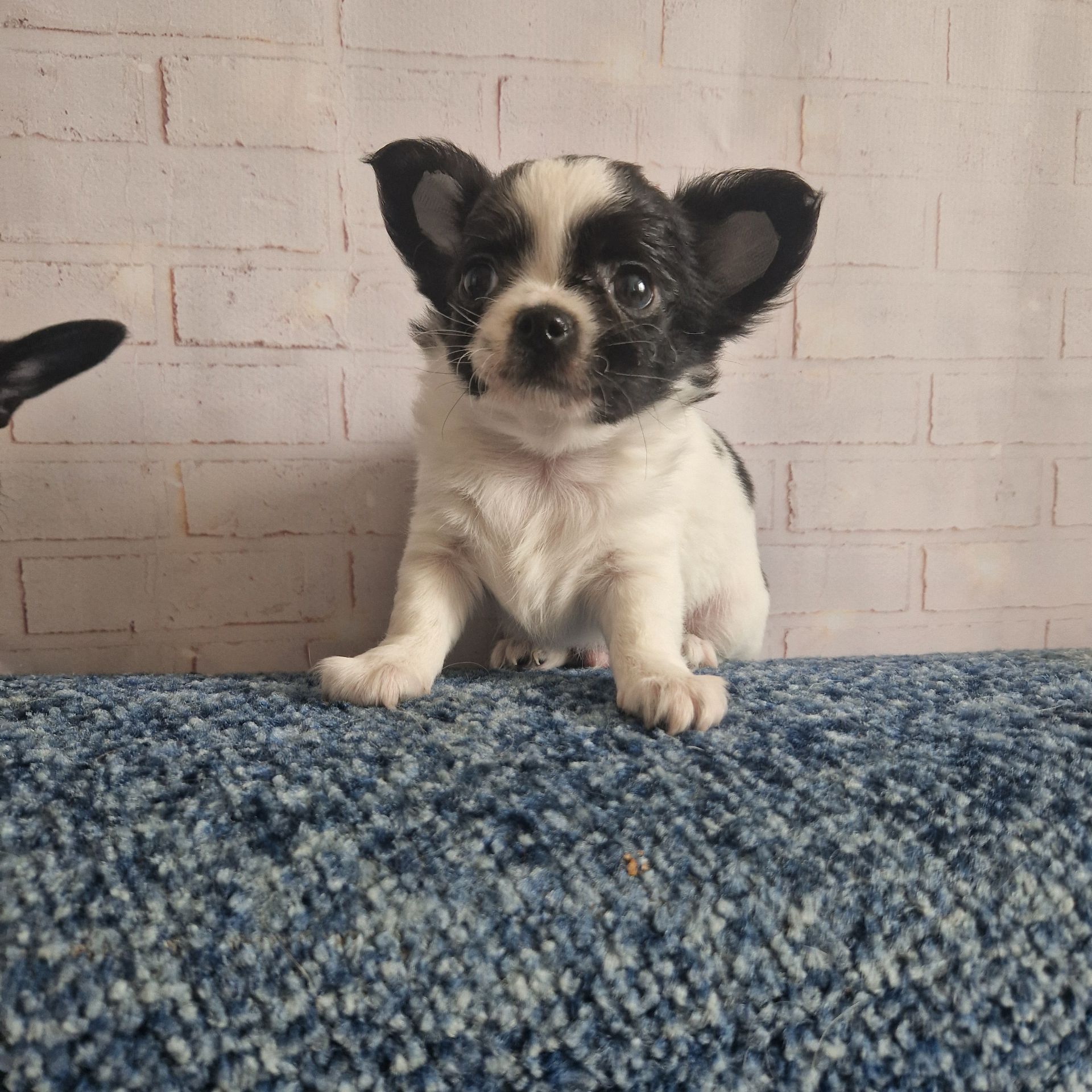 Два прекрасные мальчишки