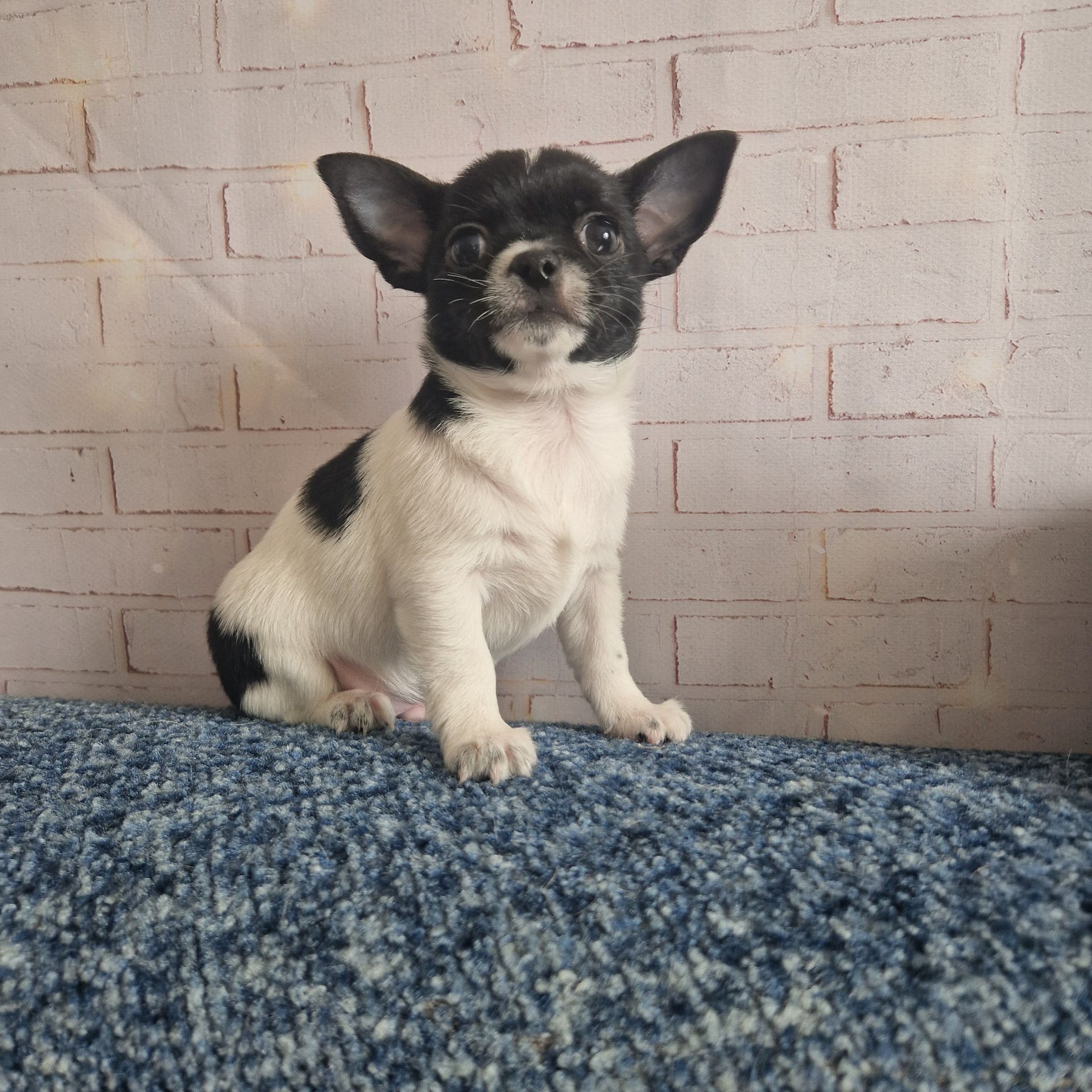 Два прекрасные мальчишки