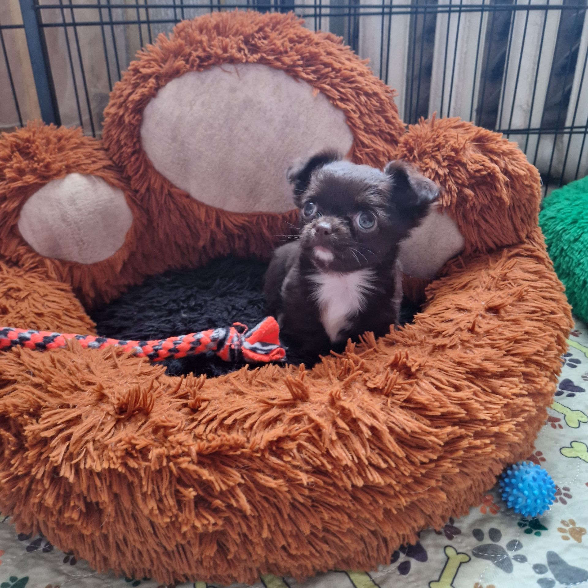 Шоколадное чудо!!!