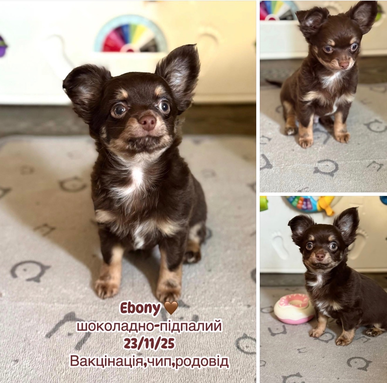 Шоколадно підпалий хлопчик чіхуахуа.Родовід КСУ