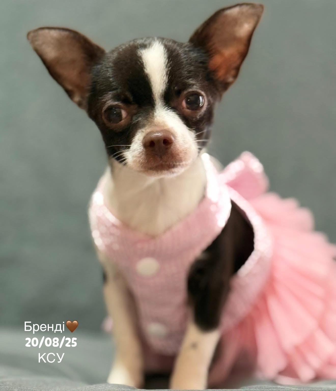 Дівчинка шоколадного окрасу.Невелика.Родовід КСУ