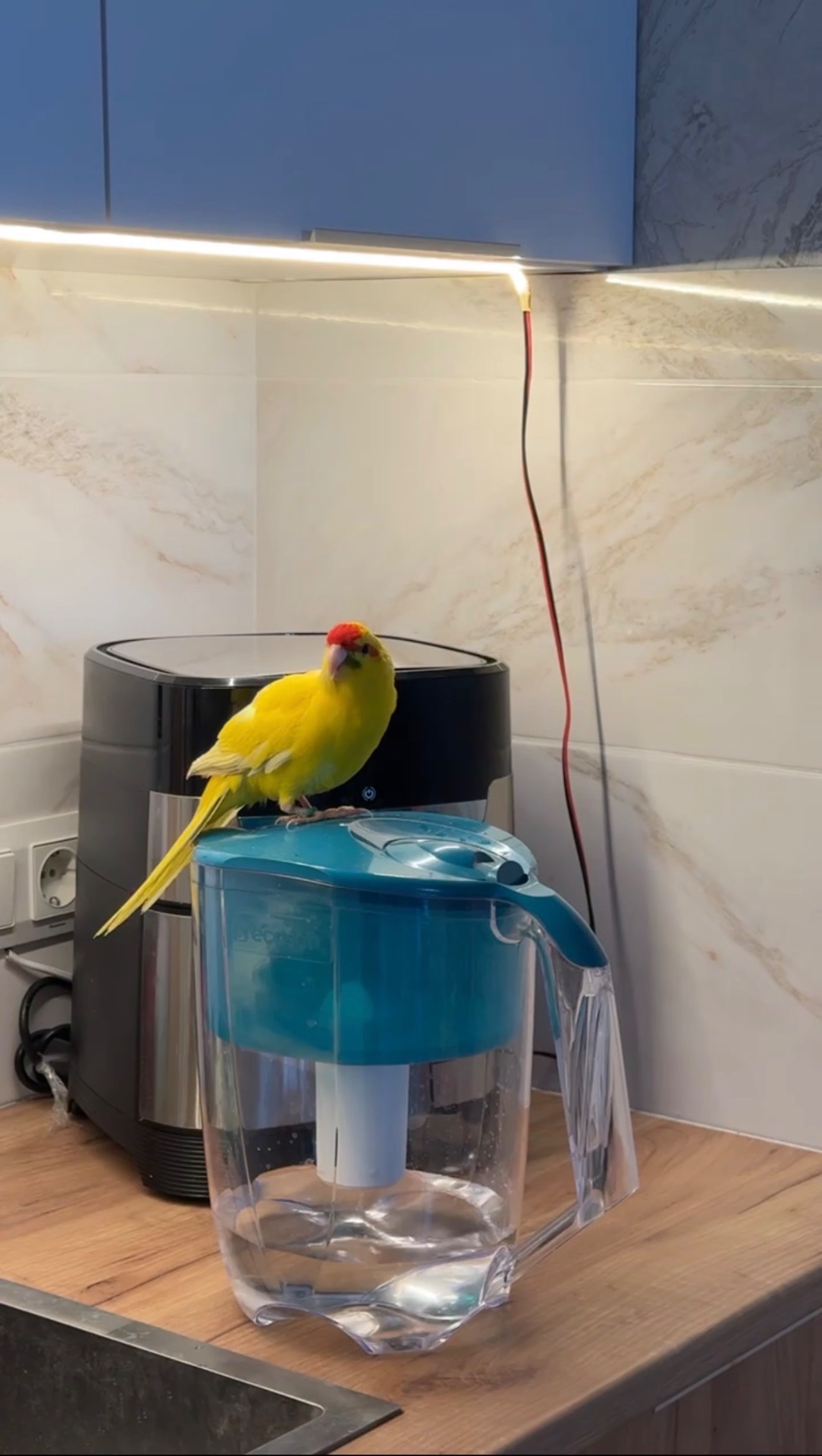 🦜 Какарик мальчик, 1 год — Лимо