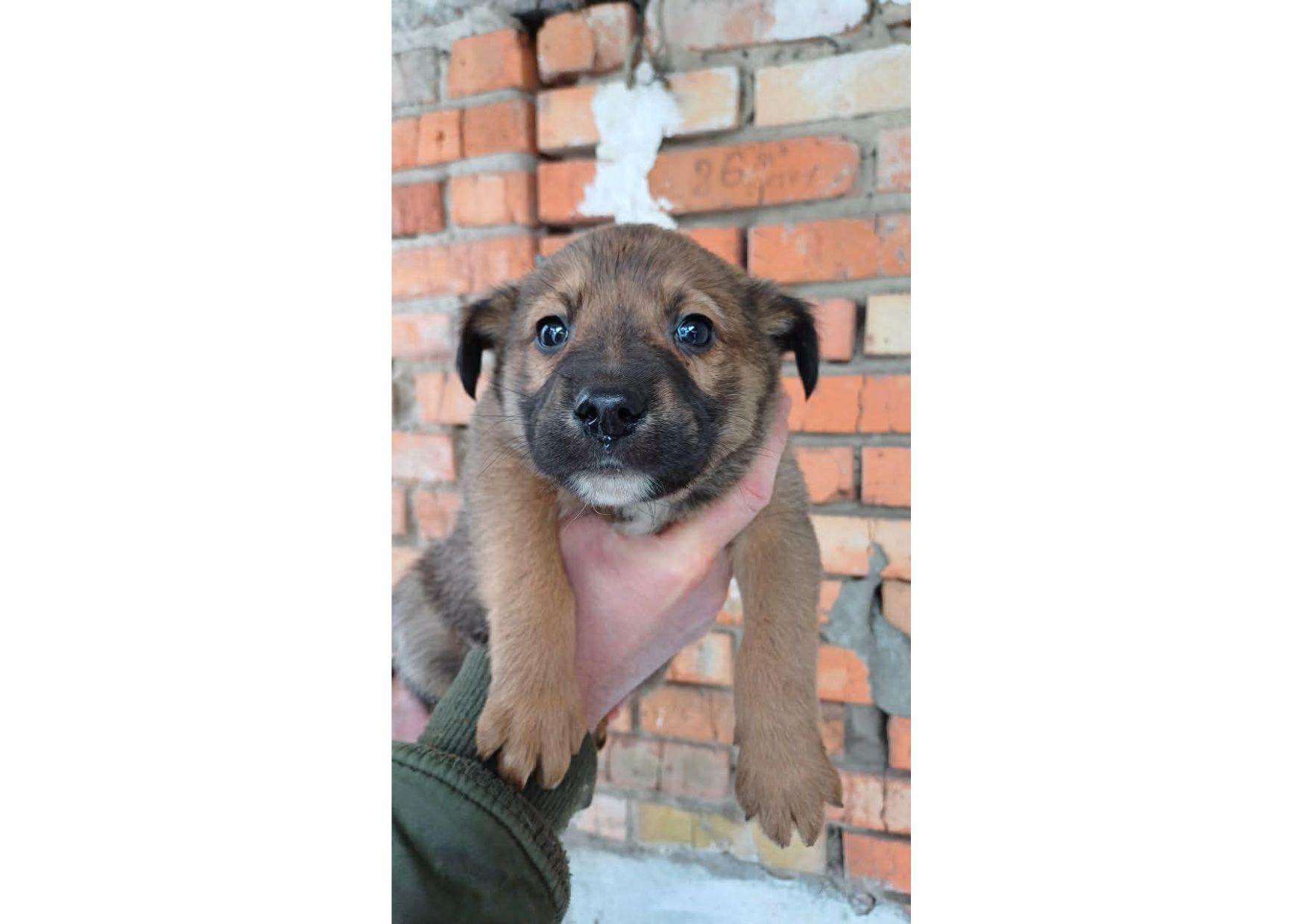 Терміново, не проходьте повз, цей допис може стати останнім шансом на життя для малят! ❤️‍🩹