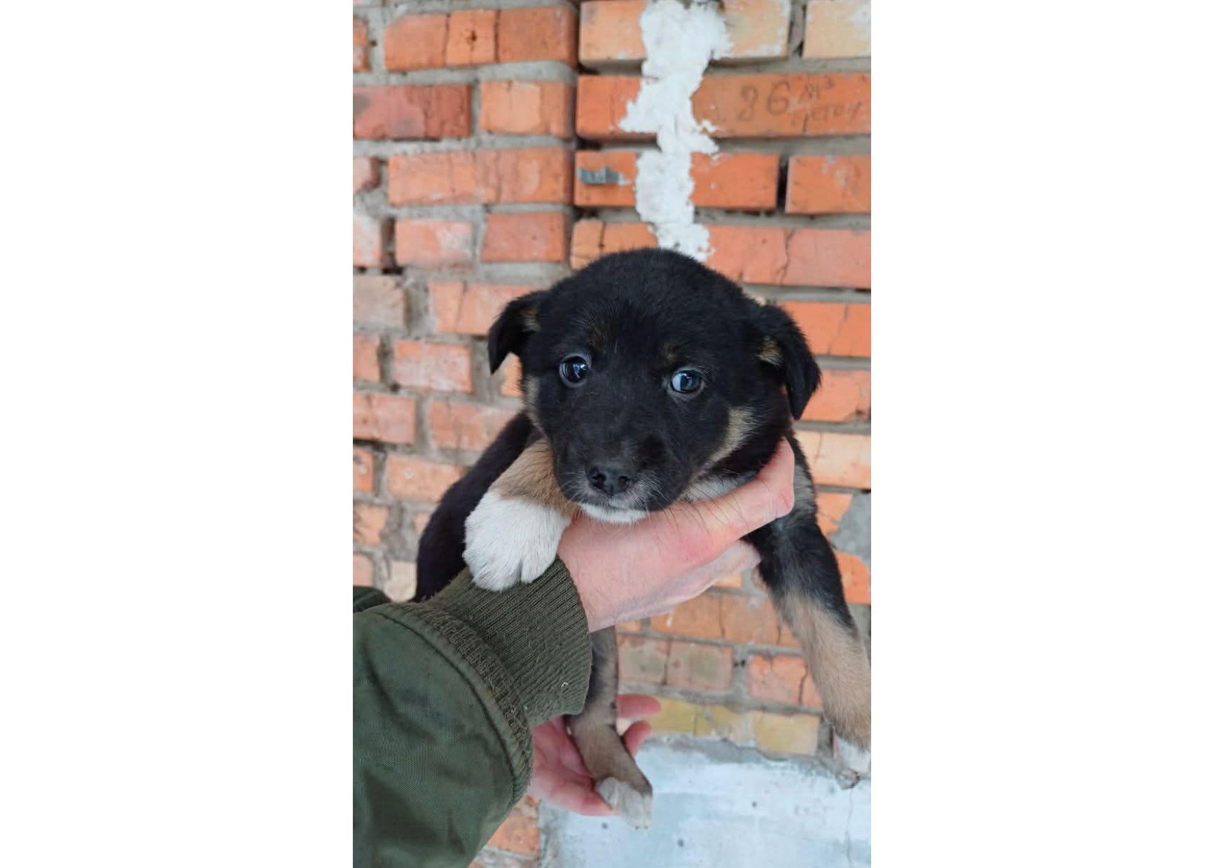 Терміново, не проходьте повз, цей допис може стати останнім шансом на життя для малят! ❤️‍🩹