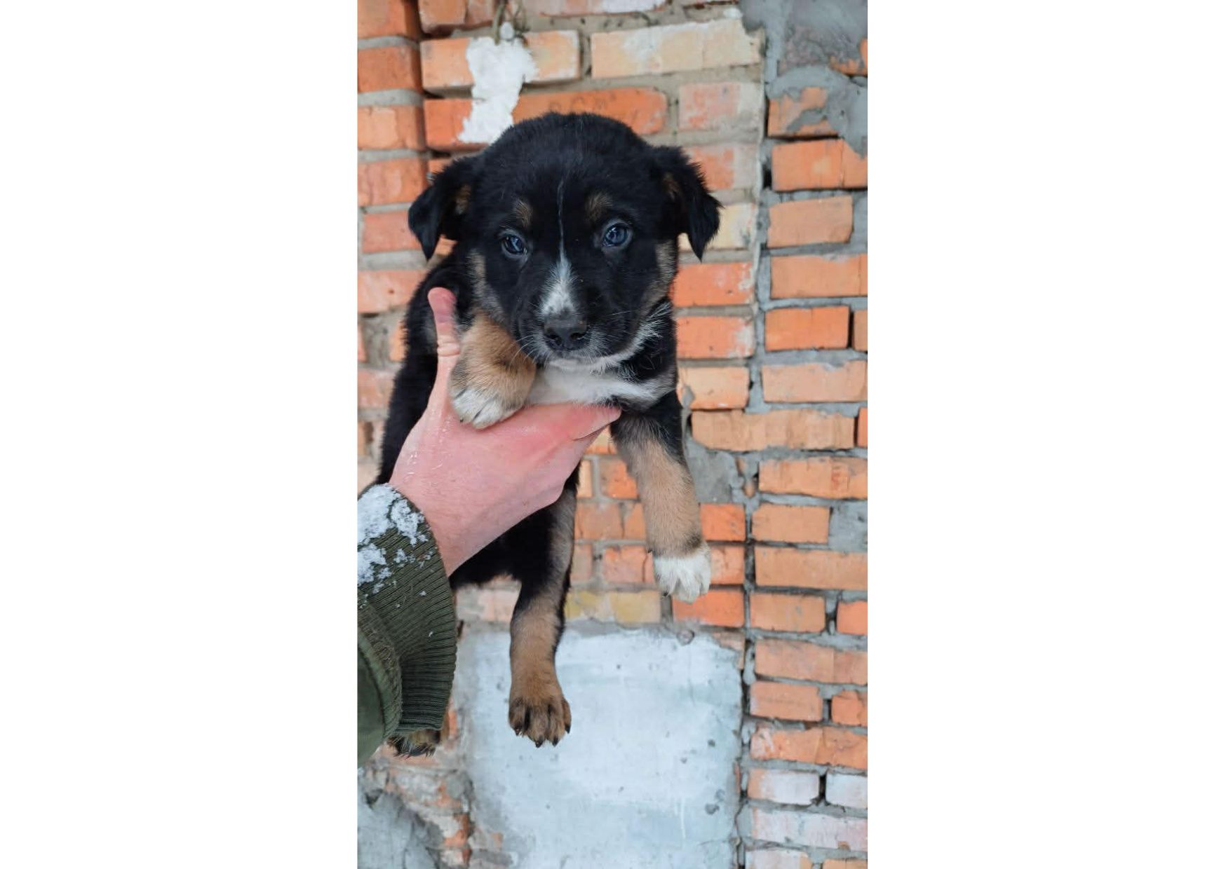 Терміново, не проходьте повз, цей допис може стати останнім шансом на життя для малят! ❤️‍🩹