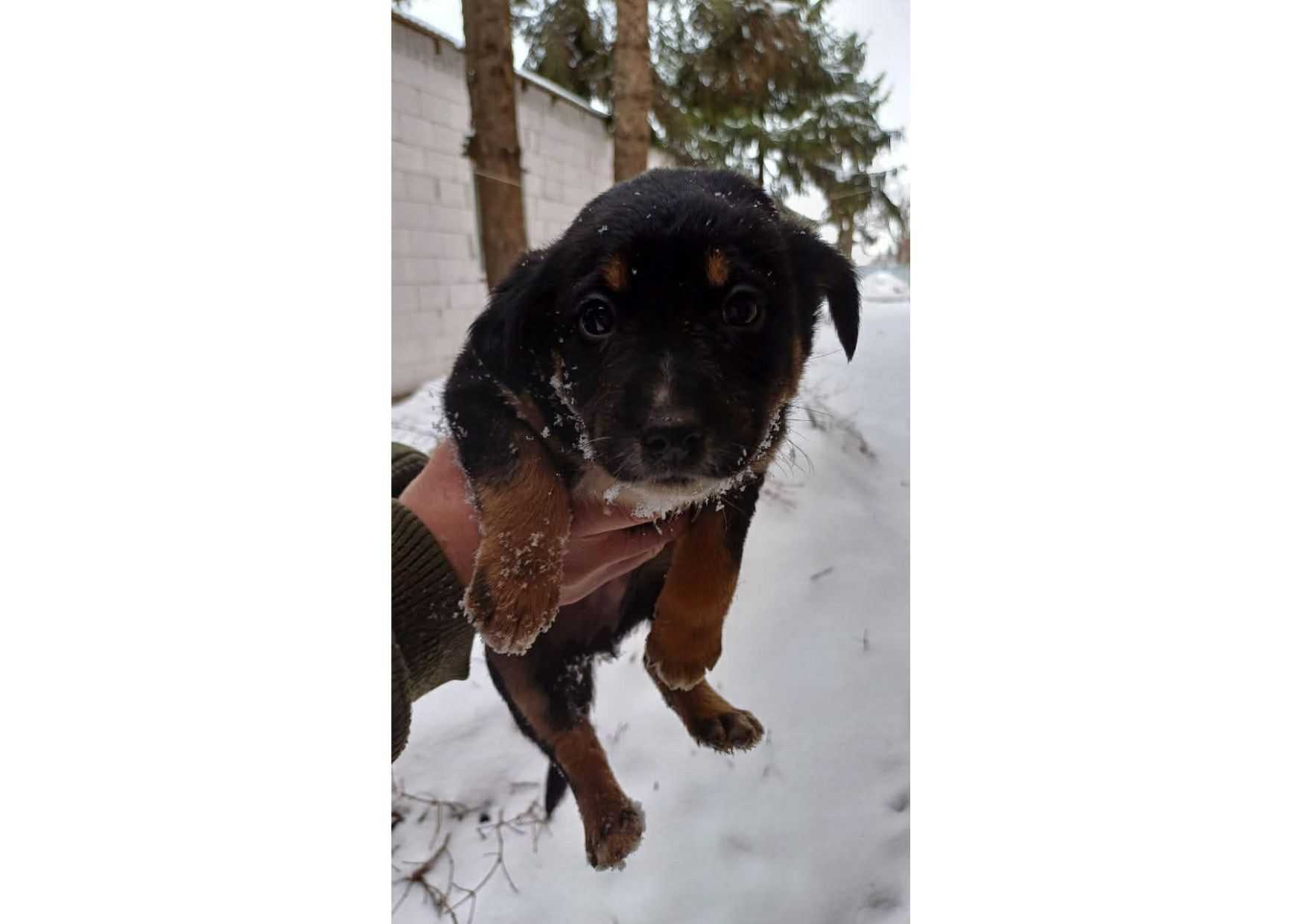 Терміново, не проходьте повз, цей допис може стати останнім шансом на життя для малят! ❤️‍🩹