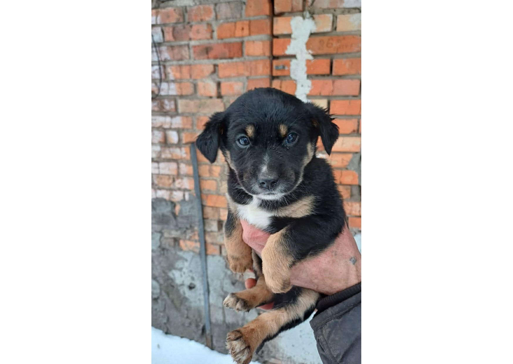 Терміново, не проходьте повз, цей допис може стати останнім шансом на життя для малят! ❤️‍🩹