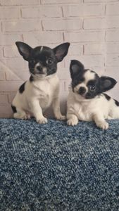 Два прекрасные мальчишки