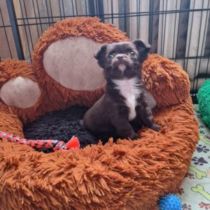 Шоколадное чудо!!!