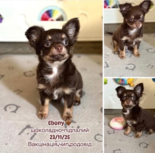 Шоколадно підпалий хлопчик чіхуахуа.Родовід КСУ