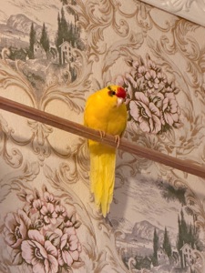 🦜 Какарик мальчик, 1 год — Лимо