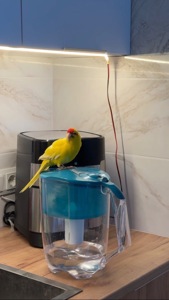 🦜 Какарик мальчик, 1 год — Лимо