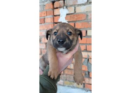 Терміново, не проходьте повз, цей допис може стати останнім шансом на життя для малят! ❤️‍🩹