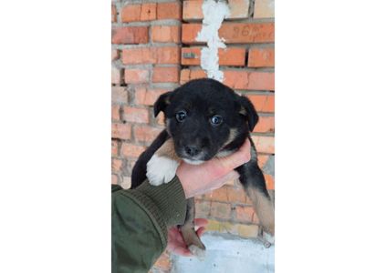 Терміново, не проходьте повз, цей допис може стати останнім шансом на життя для малят! ❤️‍🩹