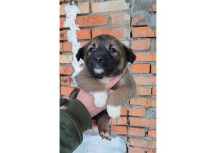 Терміново, не проходьте повз, цей допис може стати останнім шансом на життя для малят! ❤️‍🩹