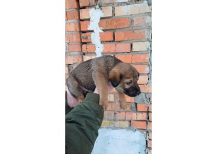 Терміново, не проходьте повз, цей допис може стати останнім шансом на життя для малят! ❤️‍🩹