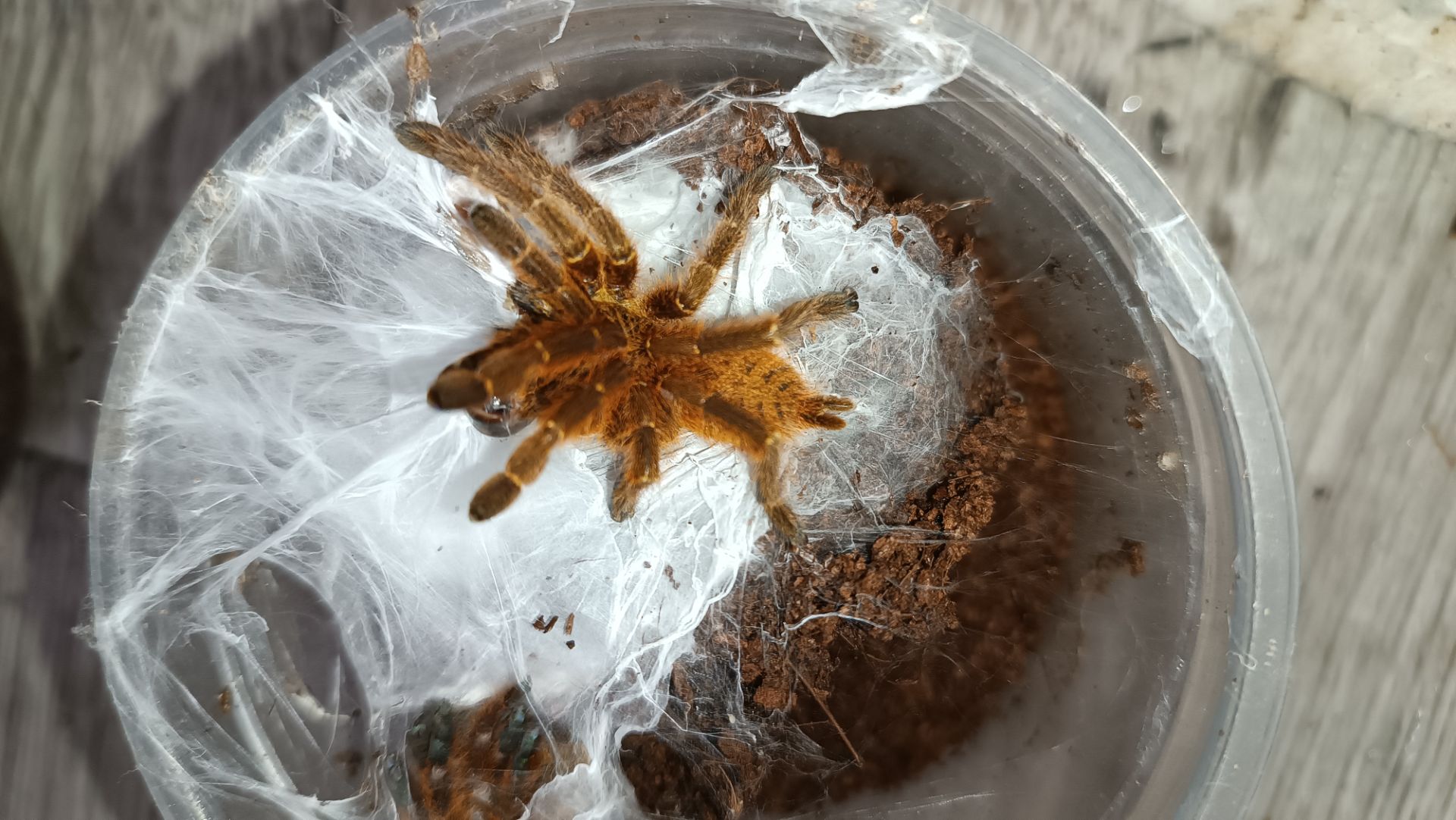 Павуки птахоїд