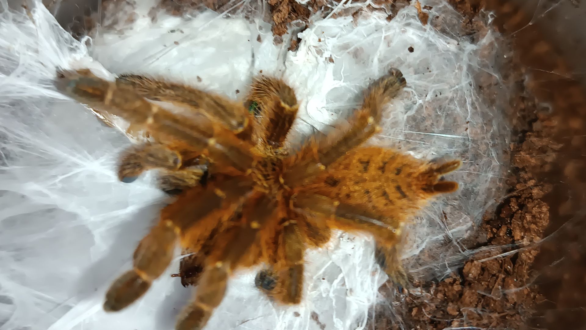 Павуки птахоїд