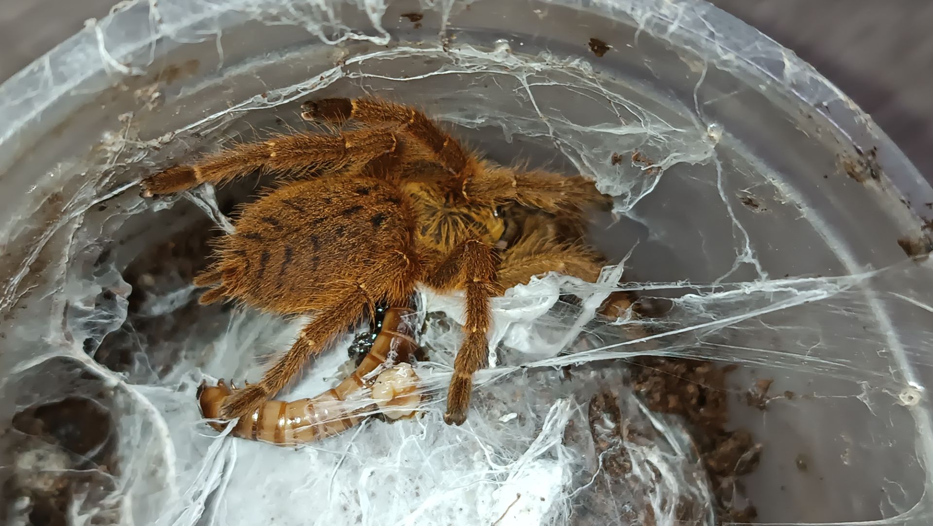 Павуки птахоїд