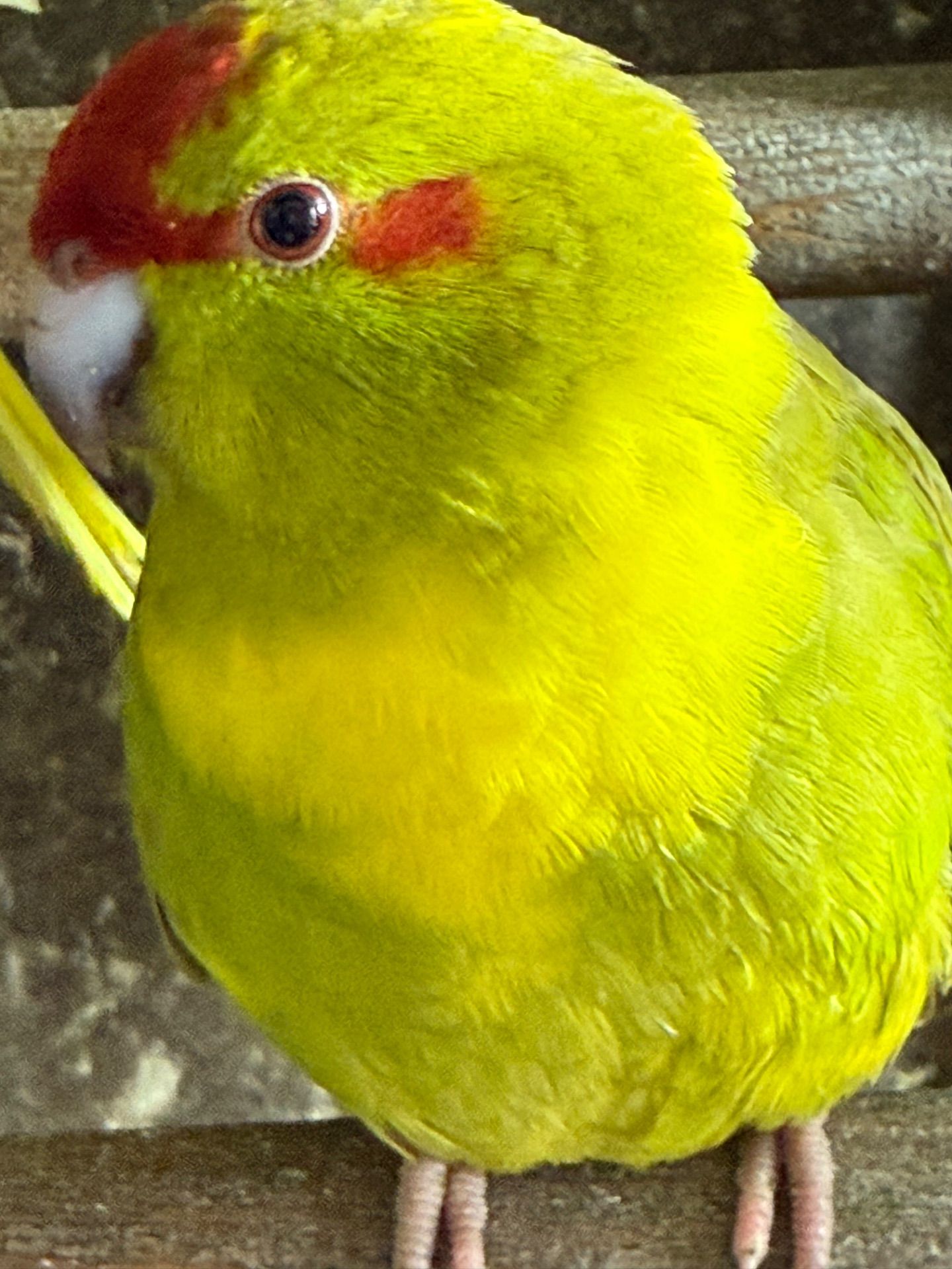 Какарик яркий попугай для дома