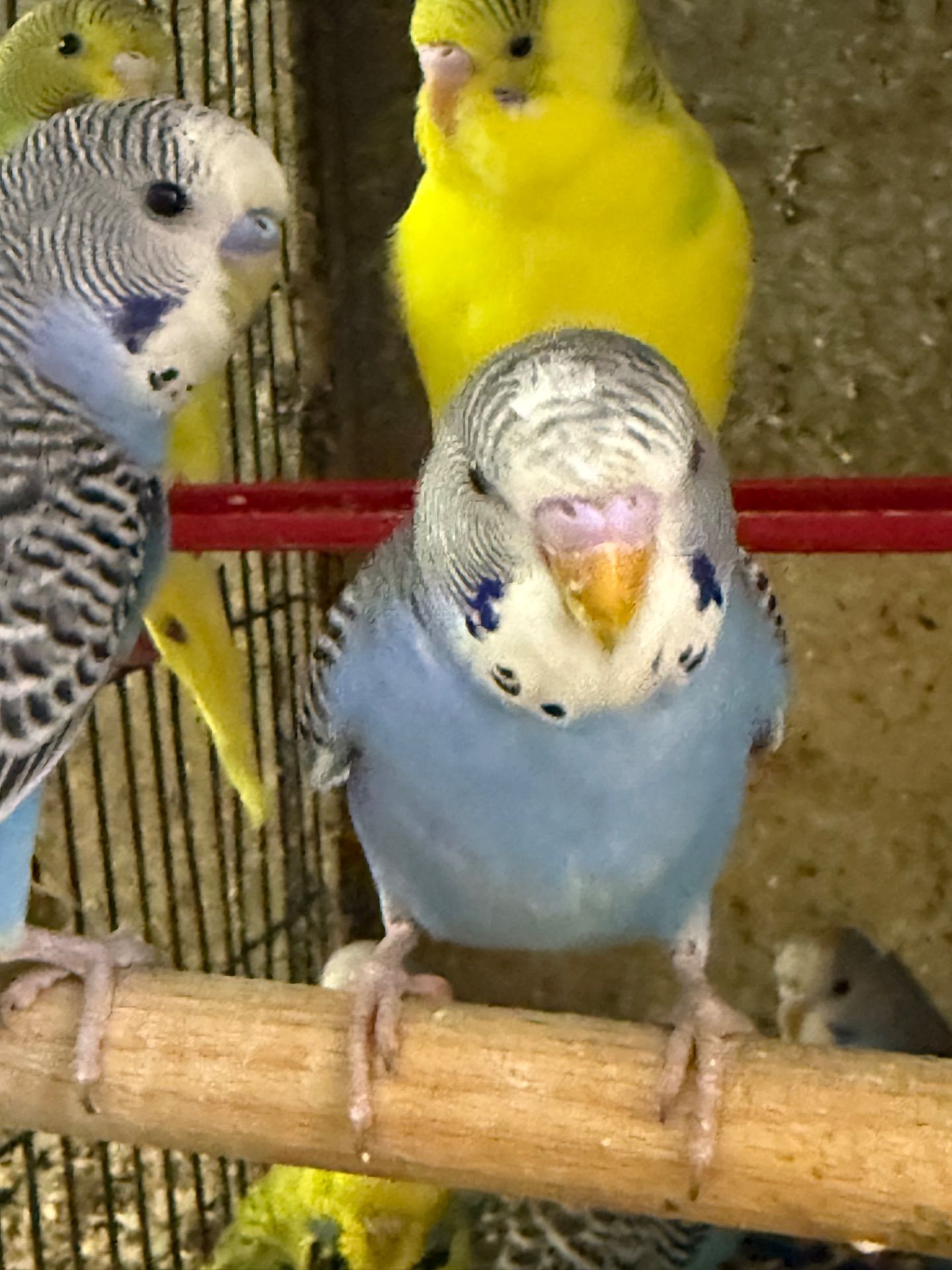 Хвилссті молоді папужки пташенята