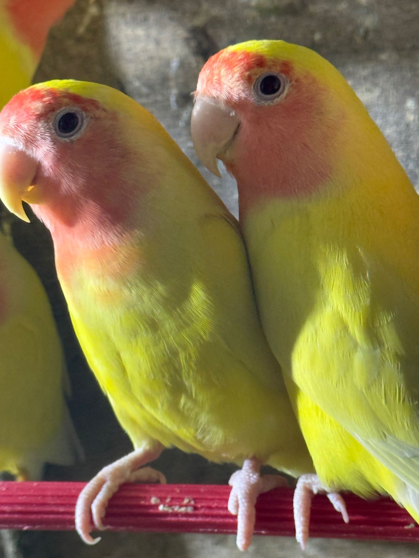 Нерозлучники