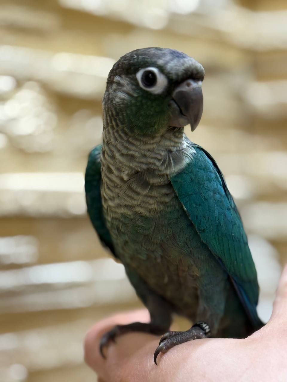 Піррура моліне, Перлата, ананас молоді пташенята