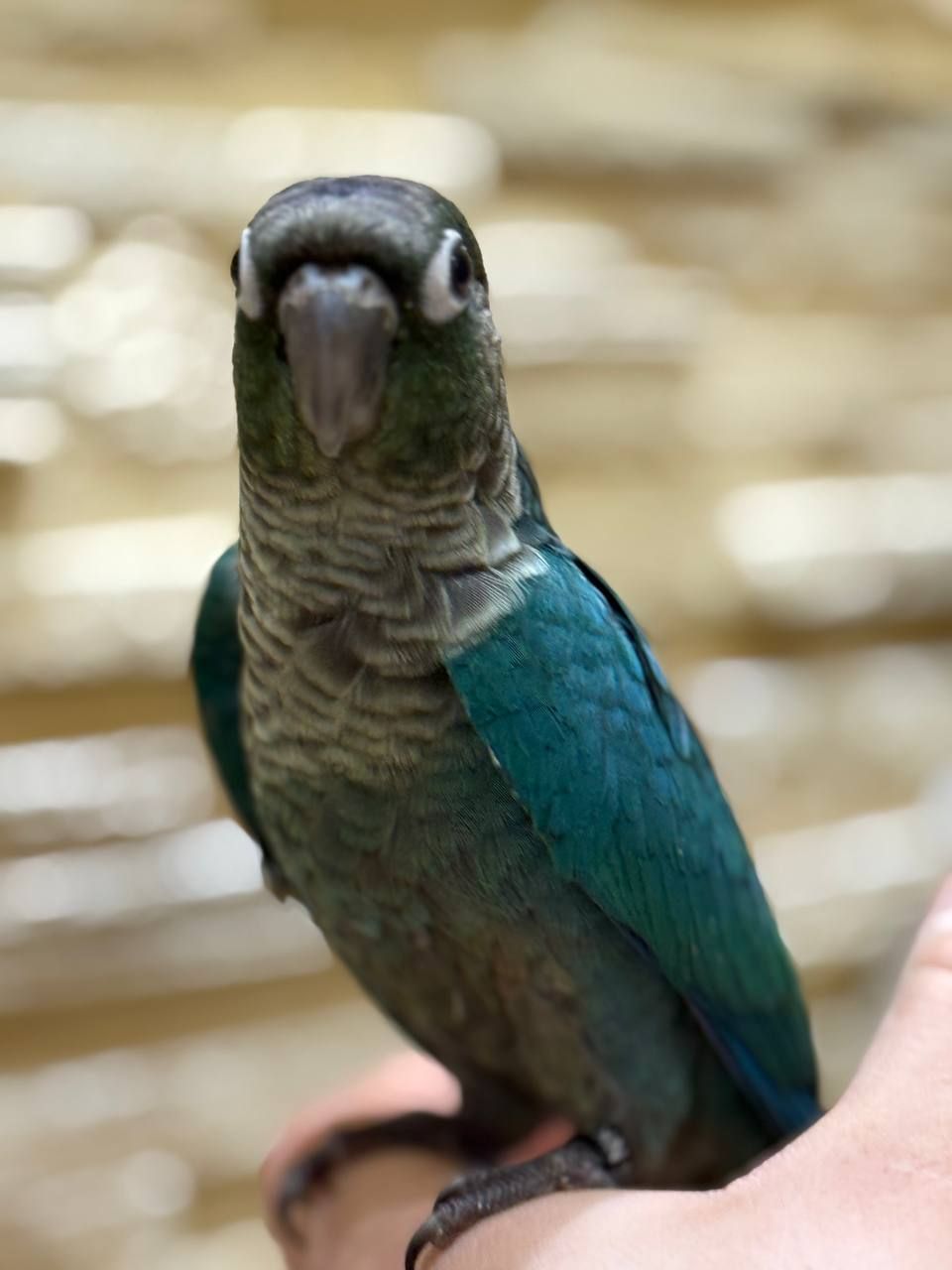 Піррура моліне, Перлата, ананас молоді пташенята