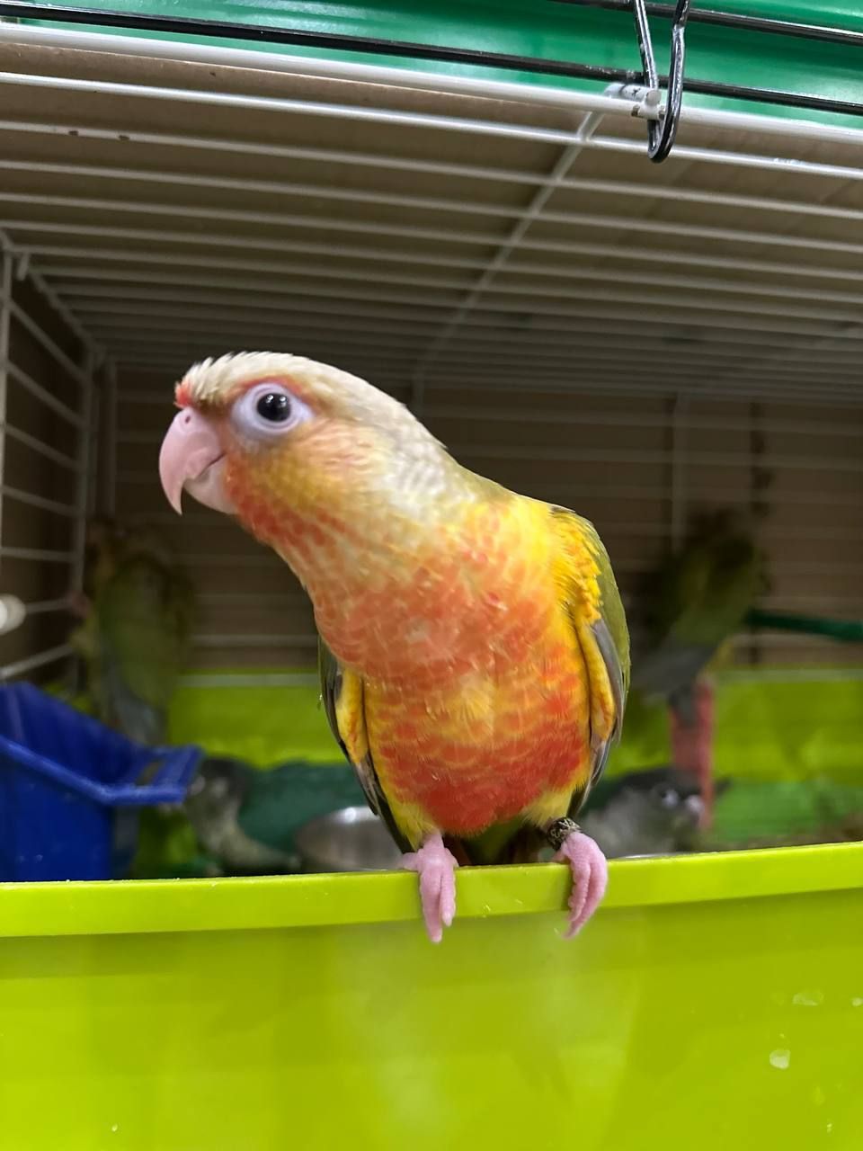 Піррура моліне, Перлата, ананас молоді пташенята